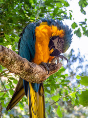 blue and yellow macaw parrot on a branch, shy parrot