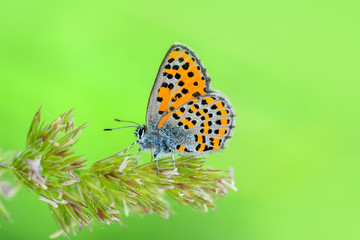 Closeup  beautiful butterflies sitting on flower