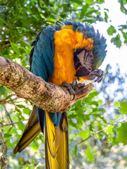 blue and yellow macaw parrot on a branch, shy parrot