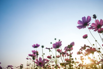 Landscape Flower Cosmos The sunset The beauty of nature and natural sunlight.