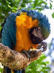 blue and yellow macaw parrot on a branch, shy parrot, close up