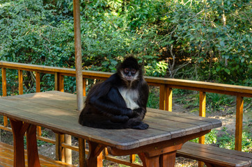 black monkey sitting on the table, sanctuary, south africa