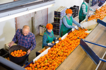 High angle view of group of people working on citrus sorting line at warehouse, checking quality of...
