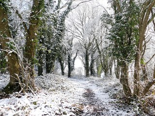 Woodland footpath in winter snow, Chorleywood Common, Hertfordshire