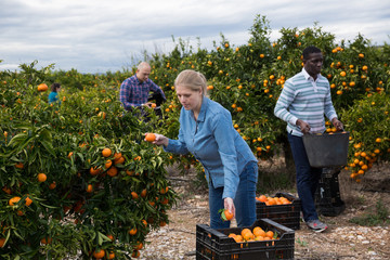 Female gathering harvest of mandarin oranges © JackF