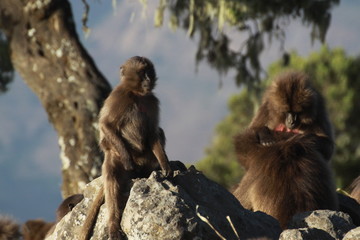 codzienne życie w stadzie małp z gatunku dżelada w etiopii - obrazy, fototapety, plakaty