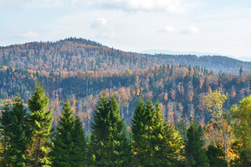 Autumn forest in mountains