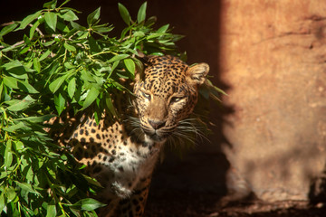 Leopardo © Antonio ciero
