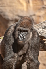 Obraz premium Gorila