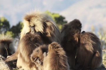 codzienne życie w stadzie małp z gatunku dżelada w etiopii - obrazy, fototapety, plakaty