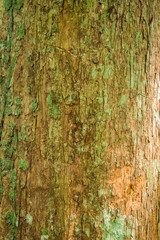 Obraz premium old wood texture of bark of a tree