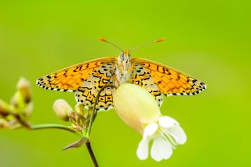 Obraz premium Closeup beautiful butterflies sitting on flower