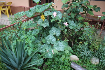 Plant seedlings in my organic terrace