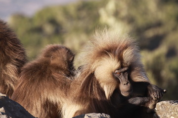 małpy z gatunku dżelada w popołudniowym słońcu w parku semien