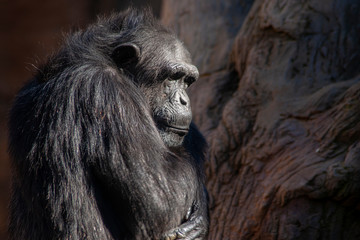 animales salvajes, Chimpancé