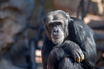 animales salvajes, Chimpancé
