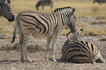 stojące i leżące zebry w naturalnych warunkach na safari