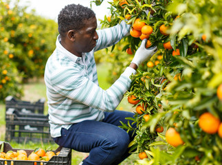 Afro male farmer picking  mandarins