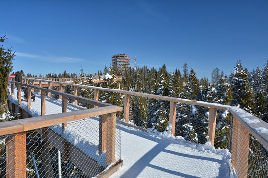 Fototapeta The treetop walk Bachledka in Bachledova valley