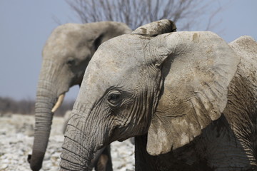 słonie w naturanym środowisku na sawannie z bliska - obrazy, fototapety, plakaty