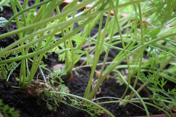 Plant seedlings on my organic garden