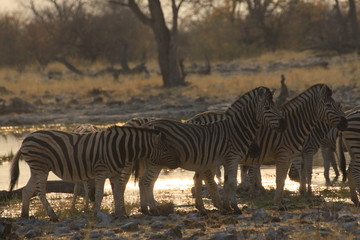 stado zebr przy wodopoju w popołudniowym słońcu na sawannie