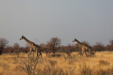 dwie żyrafy biegnące przez sawannę