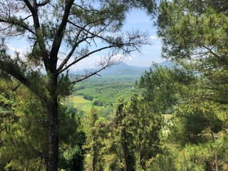 Obraz premium trees and blue sky