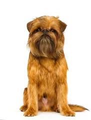 Deurstickers Brussels Griffon dog looking on a white background © Happy monkey