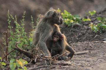Naklejka na ściany i meble samica i młode małpy siedzące na trawie w naturalnych warunkach