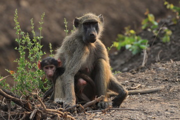 samica i młode małpy siedzące na trawie w naturalnych warunkach