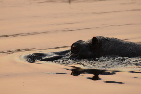hipopotam wystawiający czubek głowy z wody o zachodzie słońca