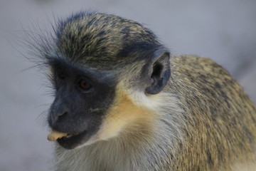 portret małpki jedzącej orzech
