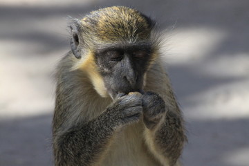 portret małpki jedzącej orzech