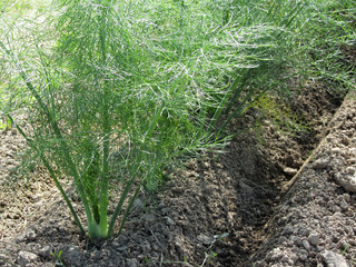 Fennels growing in the field . Tuscany, Italy