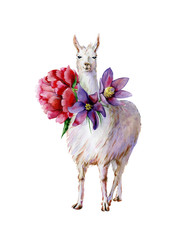 Cute watercolor of white alpaca with purple pasque-flower and pink peony hand-drawn illustration. Cartoon llama. Use for baby bed linen, children clothing, kids nursery room decor. Interior artwork.