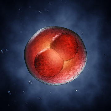 Two-cell embryo, Embryonic development