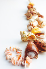 shell frame on white background.with copy space