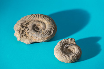 fossils on blue