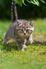 Britisch Kurzhaar Kätzchen im Garten