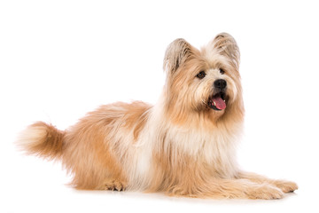 Adult elo dog lying laterally on white background