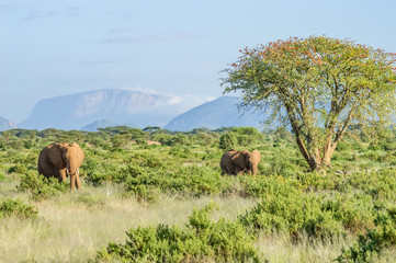 Two elephants in the savannah