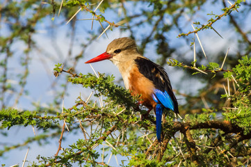 Grey-headed Kingfisher on an acacia branch in Samburu Park