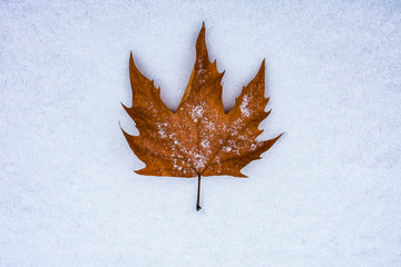 dry autumn leaf lying on the snow