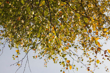 Unique background. Great desktop wallpaper. Beautiful natural texture.