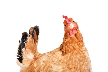 Portret van een grappige kip, zijaanzicht, geïsoleerd op een witte achtergrond