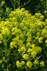 field of yellow flowers