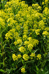 Obraz premium field of yellow flowers