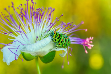 Monarch butterfly from caterpillar