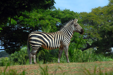 Fototapeta na wymiar Wary Zebra